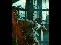 The Mummy Movie Status Shorts Hollywood Tomcruse
