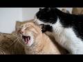 Cat Bites Other Cat And Makes Him Scream