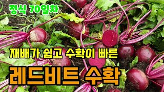 재배가 쉽고 수확이 빠른 비트 첫수확 솔살이 붉고 건강에 좋은 비트 심어보세요