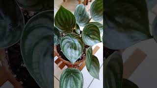 @擁 豹 生活 的西瓜皮椒草 開花篇