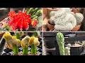 You Won’t Believe How These Grafted Cacti Turned Out! 🌵