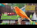 92 Points ️ Best TRAINING SONG For CANARY Your Canary SINGING Like CHAMPIONS