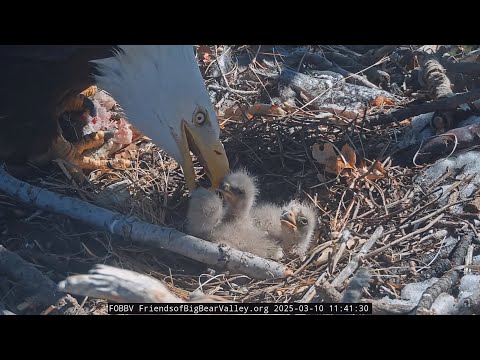 3-11-2025  Fluff Balls Of Adorability!