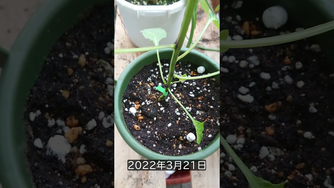 パプリカの種を絶対に捨てない方がいい理由 #shorts