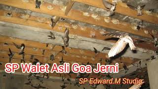 Download lagu SP WALET ASLI GOA JERNI mp3