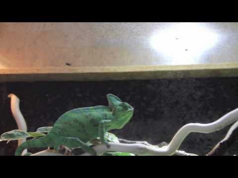 Jemenchamäleon - Gisela isst Fliegen