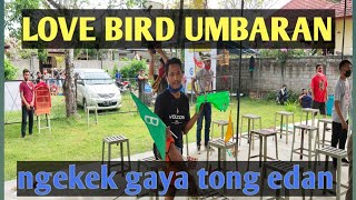 Download lagu LOVE BIRD NGEKEK GAYA TONG EDAN mp3 Download lagu LOVE BIRD NGEKEK GAYA TONG EDAN mp3