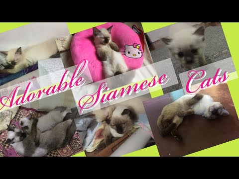 Breeding Siamese cats/Facts about them/Reasons to love siamese cats