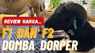 Download lagu Review Harga: F1 dan F2 Dorper di Gumolong Farm mp3