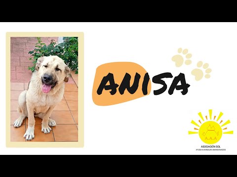 Os presentamos a Anisa