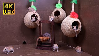 Ultimate Cat TV: Fast & Curious Mice Explore Nest Pods with Non-Stop Motion for cats to watch 4k