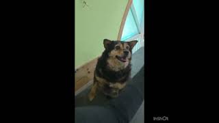 Video preview image #1 Pomeranian-Unknown Mix Puppy For Sale in Seattle, WA, USA
