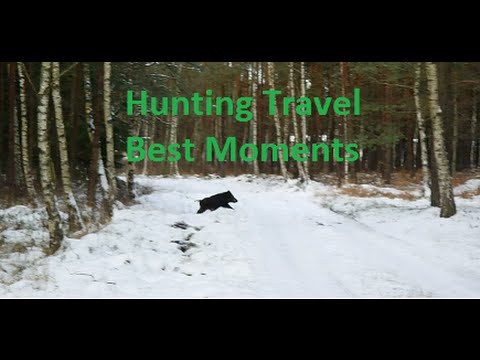 Wild Boar hunting - January - best moments 2015 | 2016 compilation Polowanie Drückjagd Wildschwein
