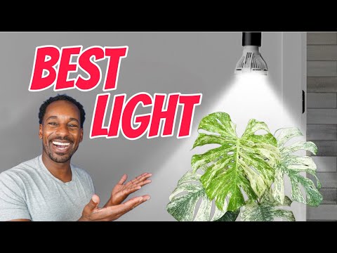 Best Grow Lights for indoor plants 2024 !