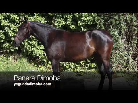 Panera Dimoba (Publicado 11-7-2018)