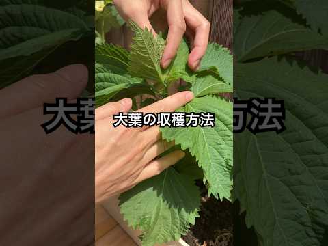 バハハチェリートマトの植え方は？おいしい収穫のための素早く簡単な手順は次のとおりです  庭園