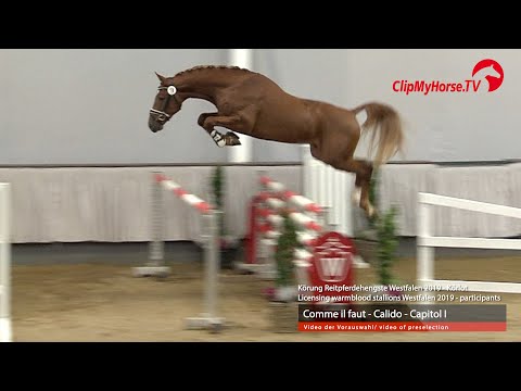 Hengst v. Comme il faut NRW - Calido - Capitol I