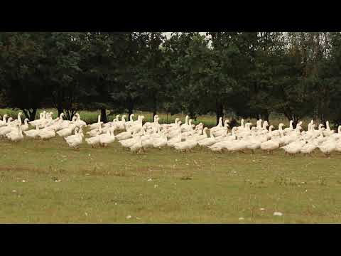 Geflügel aus kleinbäuerlicher Haltung bei Metzgerei Gränitz