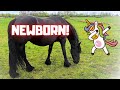Unexpected Birth Saly S Foal Arrives 13 Days Too Soon Friesian Horses
