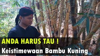 Download lagu Penjelasan Bambu Kuning dan Manfaatnya Oleh Kang Rizal ! mp3