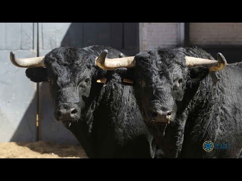 SORTEO | Corrida rejones 29 mayo
