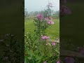 Nenjil Mamazhai Tamil Song L WhatsApp Status Shorts