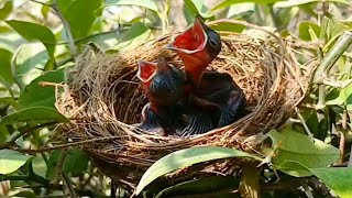 Streak eared bulbul Birds fled from the nest, leaving their babies
