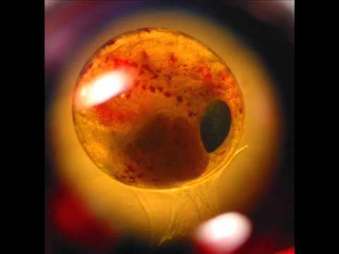 Nikad Vise Embrio - Mali svet