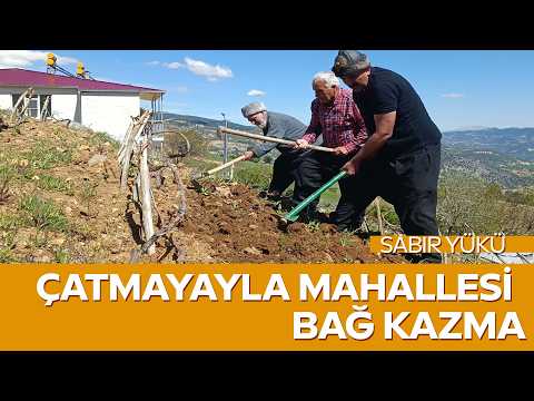 🎥 ÇatmaYayla’da Sabır ve Emek Hikayesi | Ali Kökünüz’ün Bağ Kazma Hikayesi