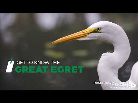 Get to Know the Great Egret