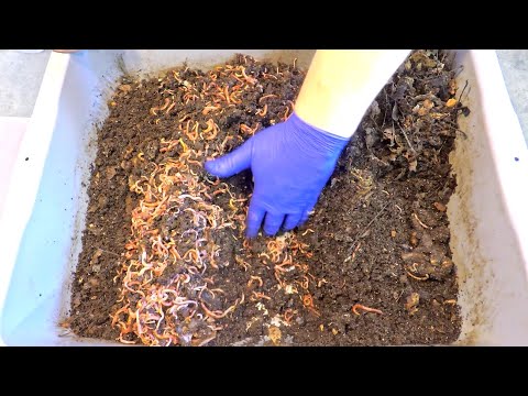 African nightcrawler worm bins get 23rd feeding on day 243 - vermicompost