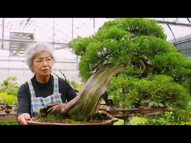 Bonsai: the Endless Ritual | Extraordinary Rituals | Earth Unplugged