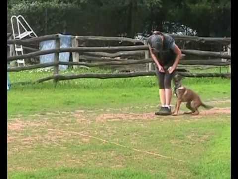 Tessy- nácvik poslušnosti