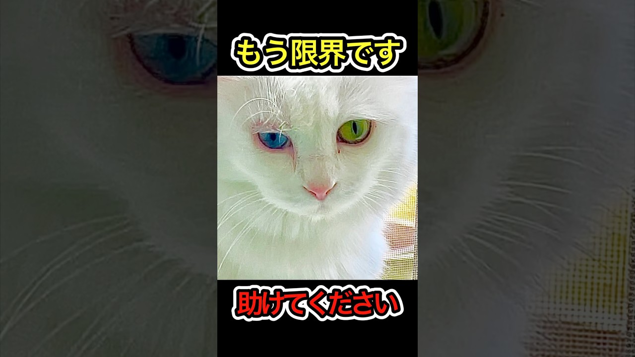 【ご報告】チャンネルの危機について #shorts