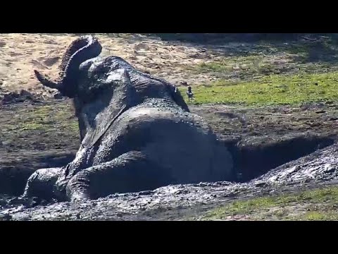 Djuma: Lone Elephant goes to the mud wallow - 14:18 - 07/30/20