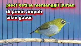Download lagu Pleci Betina Memanggil Jantan || Pleci Betina Perangsang Bunyi | Pleci Betina Buxtoni  mp3