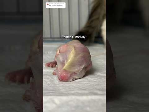 Timelapse Kitten Day 1 - Day 100 Cute😍😍 #kucing #kucinglucu #kitten #suaraanakkucing