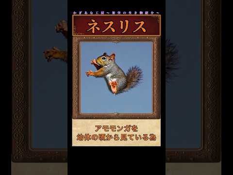 ロサ・アキュラリスについて詳しく解説