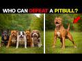10 Dogs That Could Defeat a Pitbull