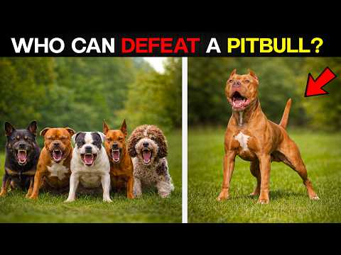 10 Dogs That Could Defeat a Pitbull