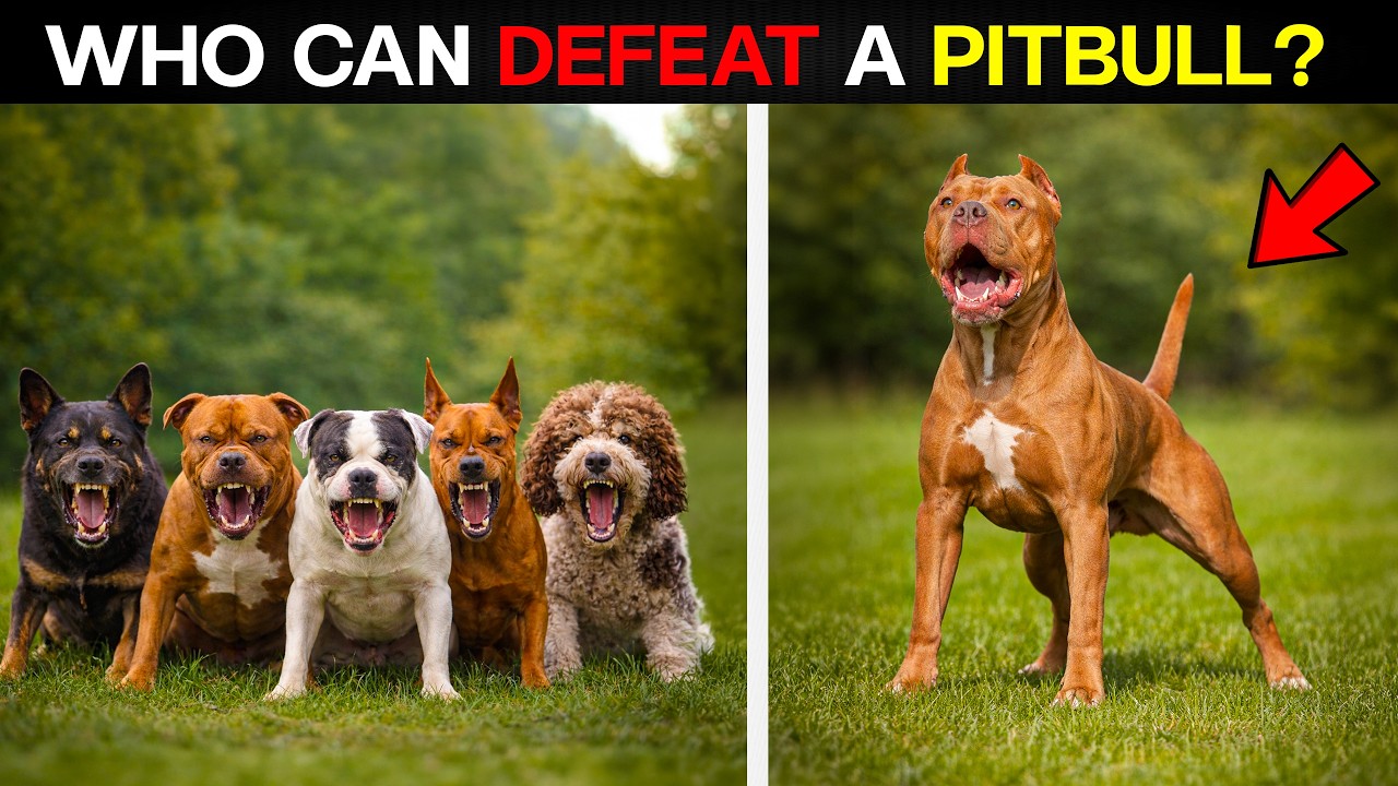 10 Dogs That Could Defeat a Pitbull
