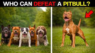 10 Dogs That Could Defeat a Pitbull