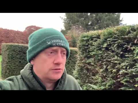 How to reduce a yew hedge part 1