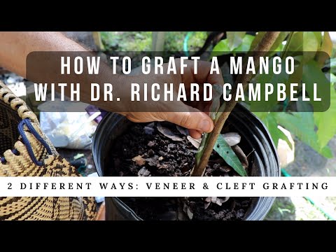 How to Graft a Mango Tree w/ Dr. Richard Campbell