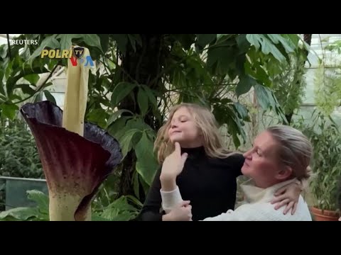 VOA - WARGA NEW YORK ANTRE UNTUK LIHAT BUNGA BANGKAI KHAS INDONESIA