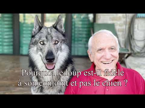 POURQUOI LE LOUP EST-IL FIDÈLE EN AMOUR ET PAS LE CHIEN ?