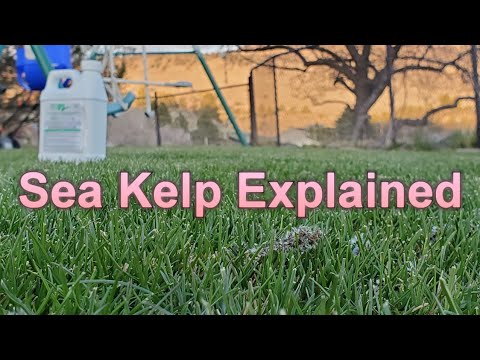 Seaweed & Sea Kelp Extract Fertilizers: What You Need To Know About How They Work In The Lawn