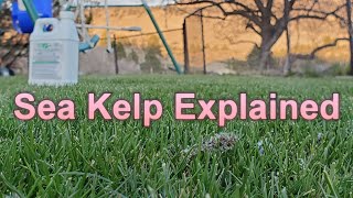 Seaweed & Sea Kelp Extract Fertilizers: What You Need To Know About How They Work In The Lawn