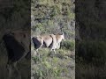 Eland Bull Hunting Beastandbirdafrica Slowmotion Eland
