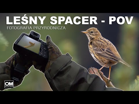 LEŚNY SPACER - POV // Fotografia Przyrodnicza // OM System // OM1 mk II // 150-600 // Dzika Irlandia